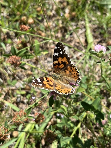 Painted Lady
