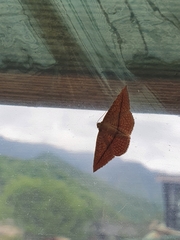 Striglina cancellata