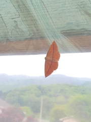 Striglina cancellata