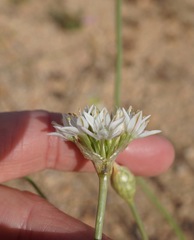 Allium lacunosum davisiae