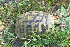 Testudo hermanni