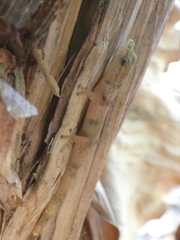 Sphaerodactylus homolepis