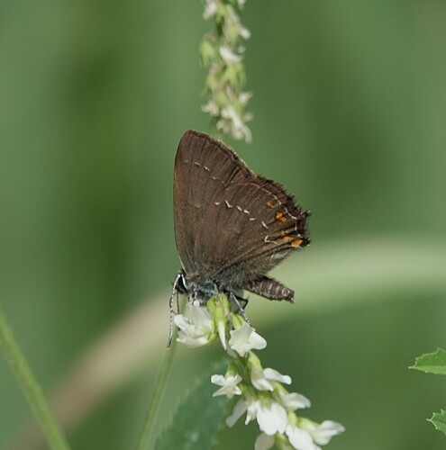 Ilex Hairstreak