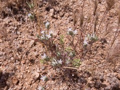 Eriastrum diffusum