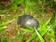 Cuora amboinensis kamaroma