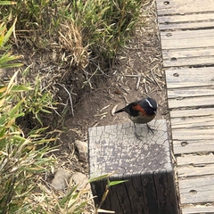 Tarsiger johnstoniae