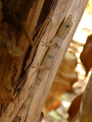 Sphaerodactylus homolepis