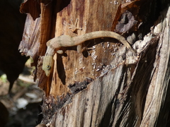 Sphaerodactylus homolepis