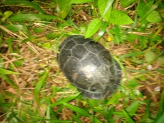 Cuora amboinensis kamaroma