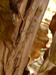 Sphaerodactylus homolepis