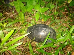 Cuora amboinensis kamaroma