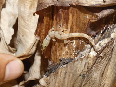 Sphaerodactylus homolepis