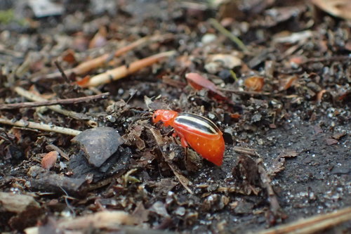Passionflower Flea Beetle photo 4