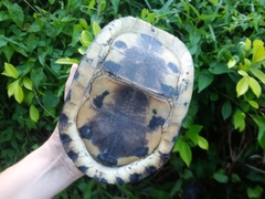 Cuora amboinensis kamaroma