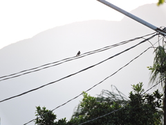 Passer domesticus