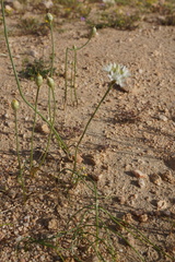 Allium lacunosum davisiae