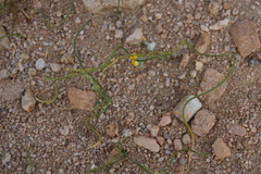 Allium lacunosum davisiae
