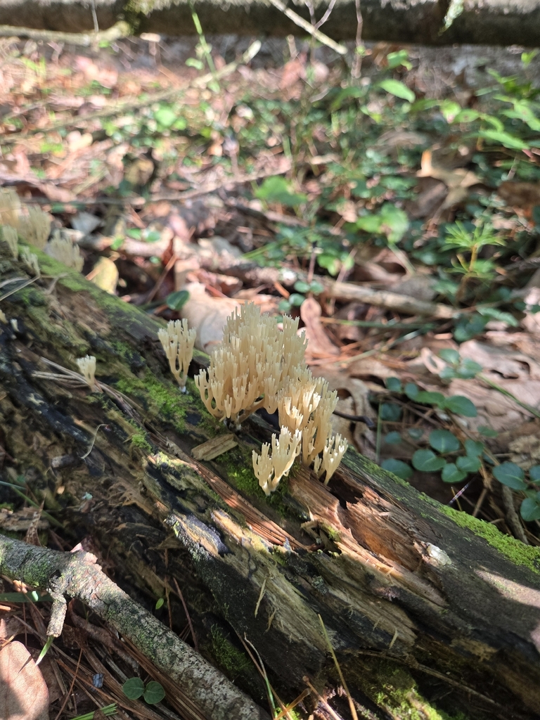 crown-tipped coral fungus · July 2026 · photo: Photo: (c) Alexander Diaz, some rights reserved (CC BY) · iNaturalist