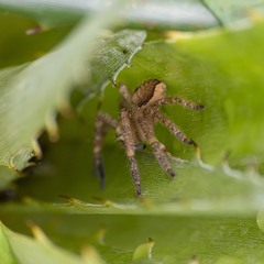 Polybetes rapidus