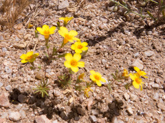 Leptosiphon chrysanthus