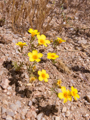 Leptosiphon chrysanthus