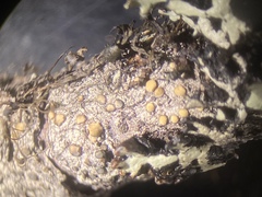 Palicella schizochromatica