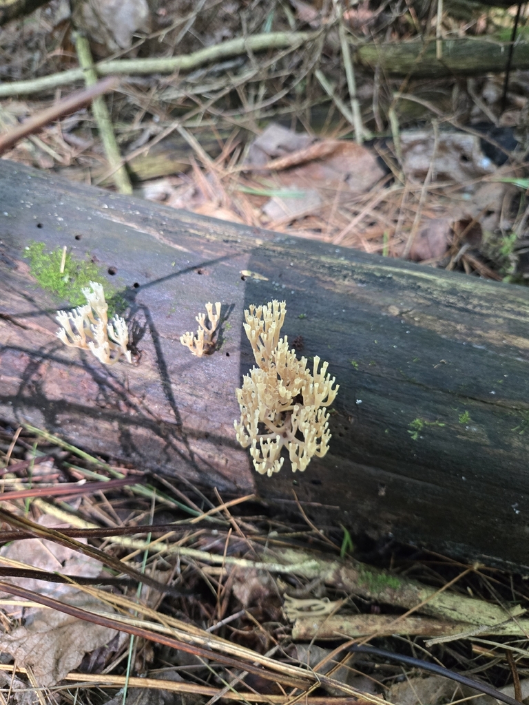 crown-tipped coral fungus · July 2026 · photo: Photo: (c) Alexander Diaz, some rights reserved (CC BY) · iNaturalist