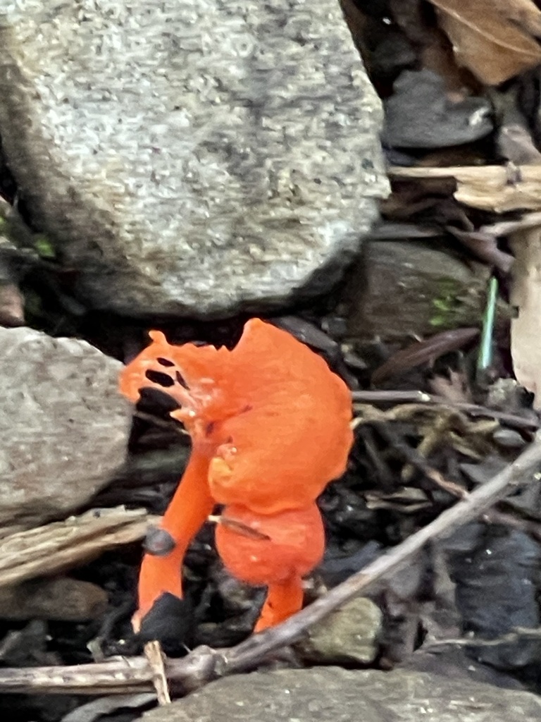 Small divided orange-red Red Chanterelle against wet forest litter