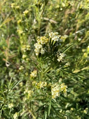Tagetes minuta