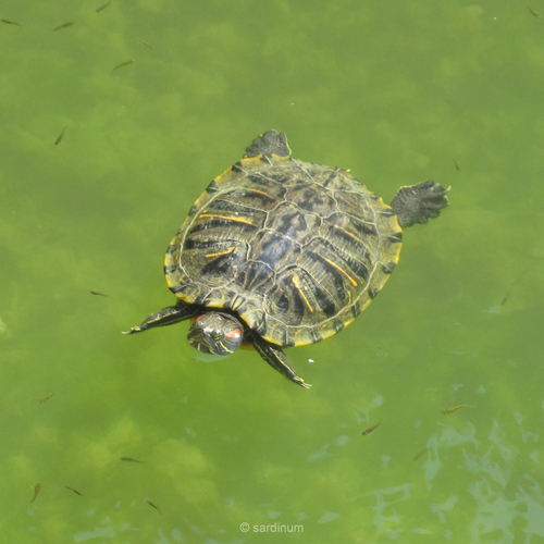 Pond Slider
