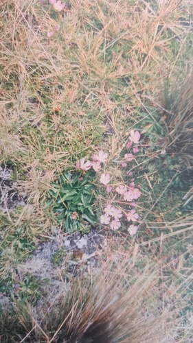 Gentianella cerastioides, photograph 2