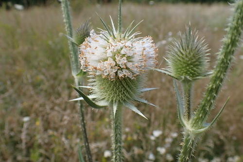 cutleaf teasel