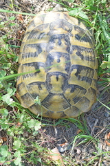 Testudo hermanni