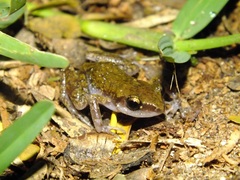 Eleutherodactylus pipilans