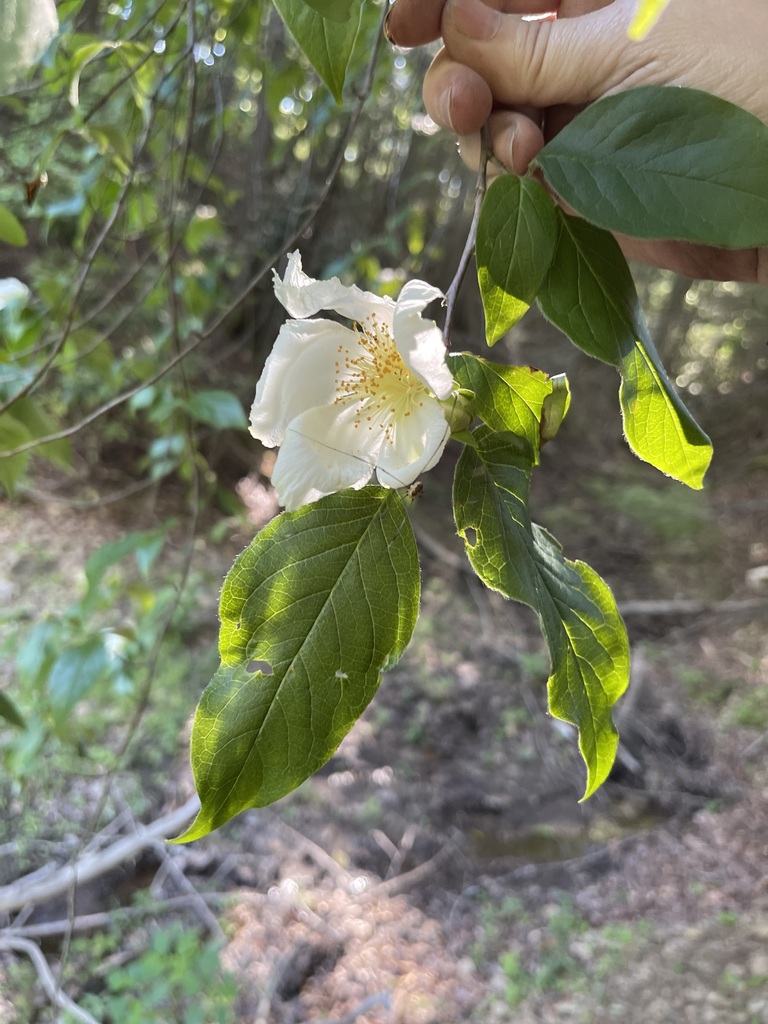 White mountain camellia flower with crowded golden stamens among green understory leaves