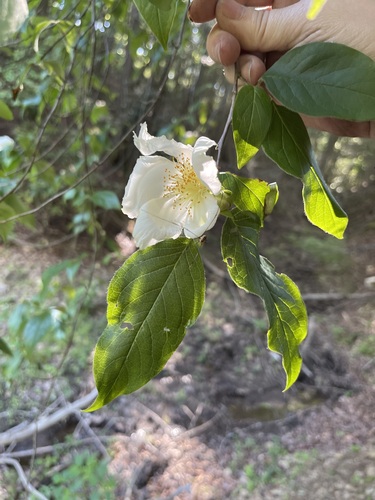 White Mountain Camellia held toward the sun above a wooded slope