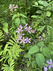 Pink Rosepink flower with a yellow-green star-shaped eye