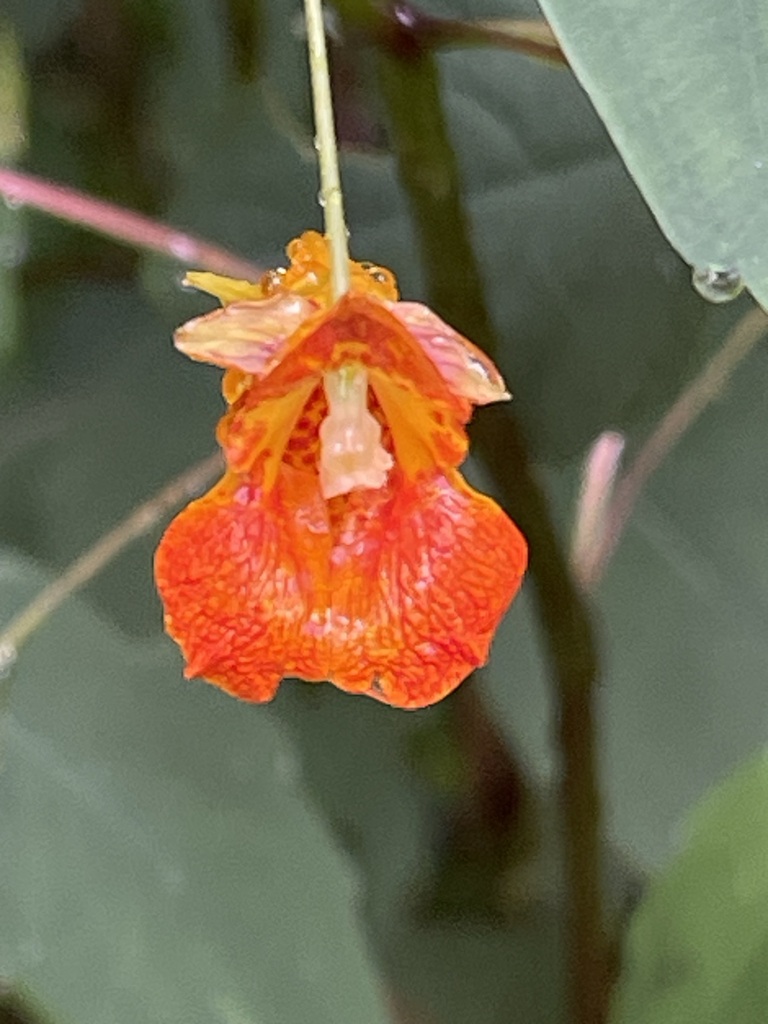 Frontal close view of a spotted orange Common Jewelweed flower