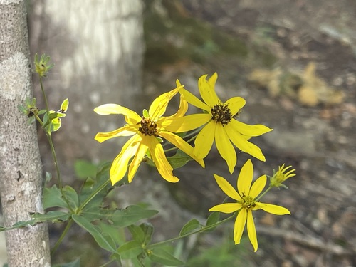 Greater Tickseed blooming beside reflected water in an Appalachian cove