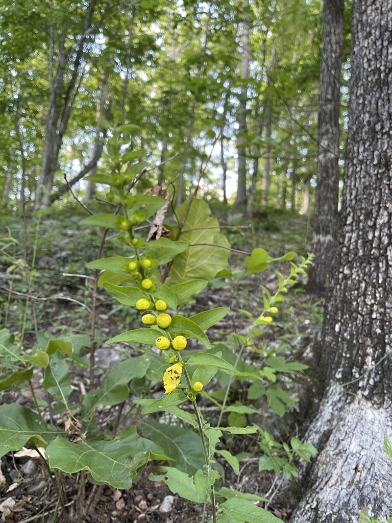 Downy yellow false foxglove with yellow flowers and paired leaves in open woodland