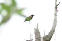 Agelaius phoeniceus