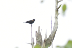 Agelaius phoeniceus
