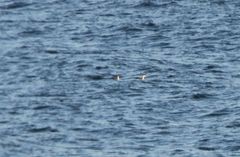 Aechmophorus occidentalis