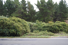 Muehlenbeckia australis