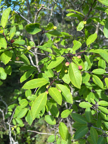 Mountain holly