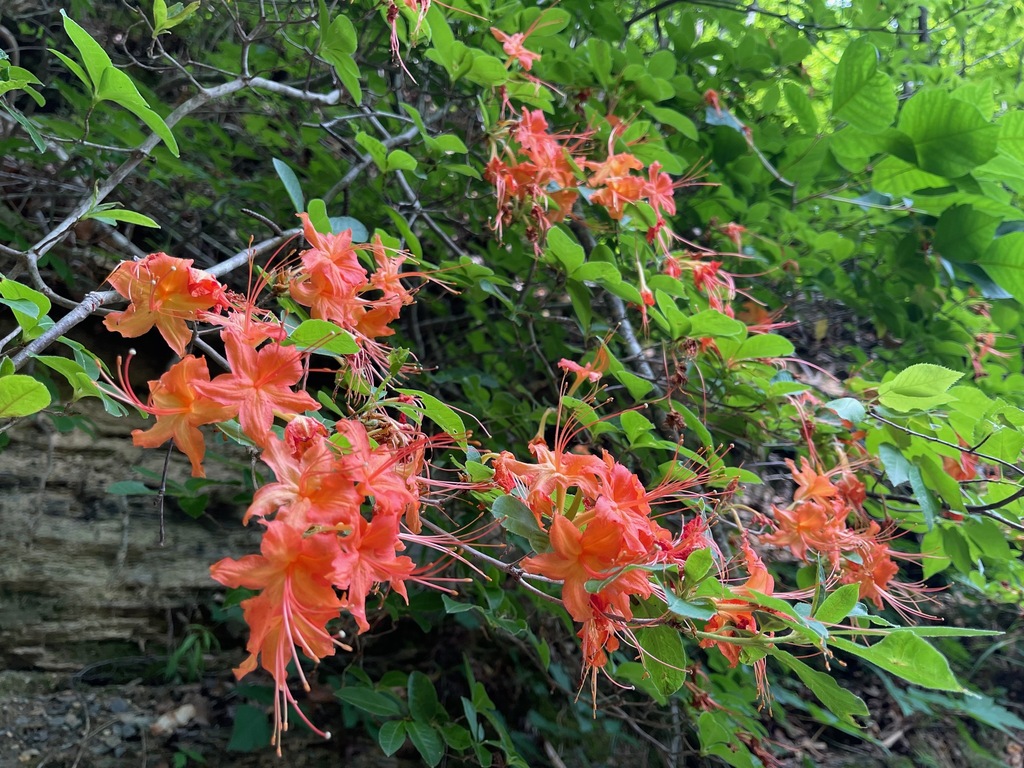 Orange Cumberland Azalea flowers opening above a layered rock bank in an Appalachian woodland