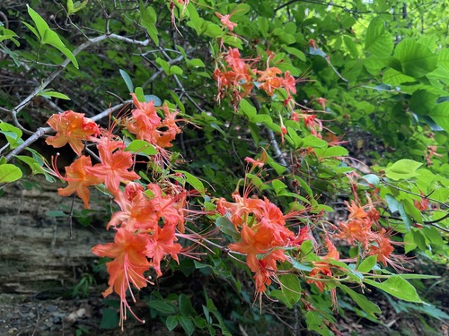 Orange Cumberland Azalea flowering above a layered rock bank