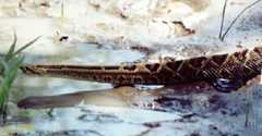 Crotalus simus