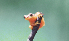 Dendropsophus robertmertensi