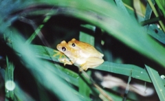 Dendropsophus robertmertensi